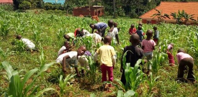 Kampala, Uganda CPC farm